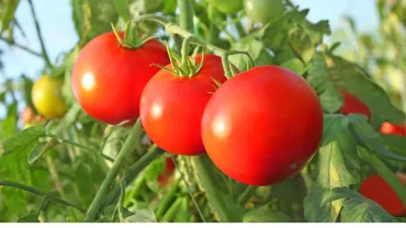 Três tomates maduros na plantação 